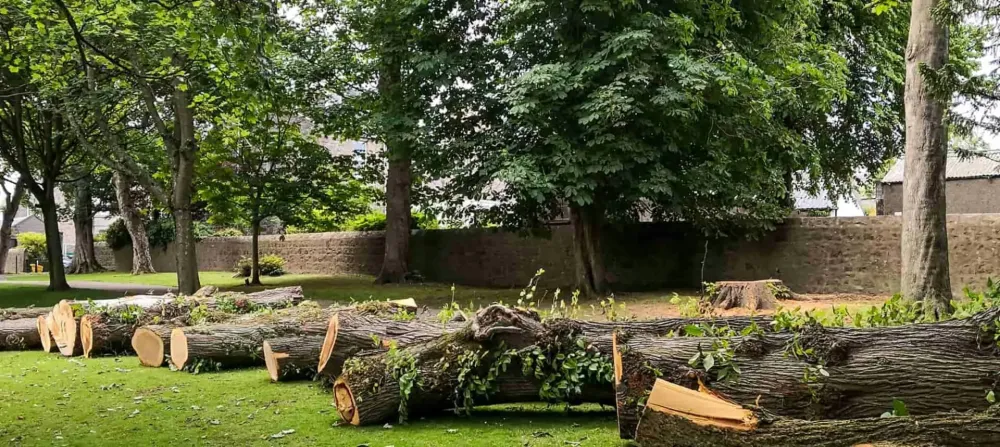 Abattage d'arbres en Seine-et-Marne