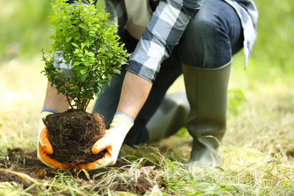 Plantation d'arbustes à Boissy le Châtel