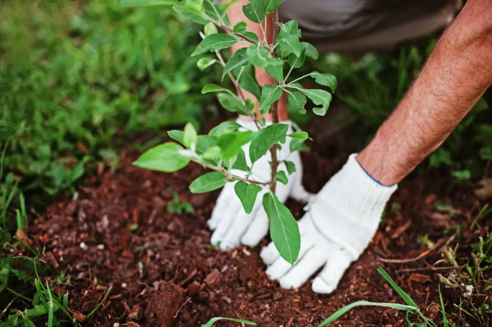 Plantation d'arbres à Boissy le Châtel